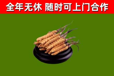 安仁县回收冬虫夏草
